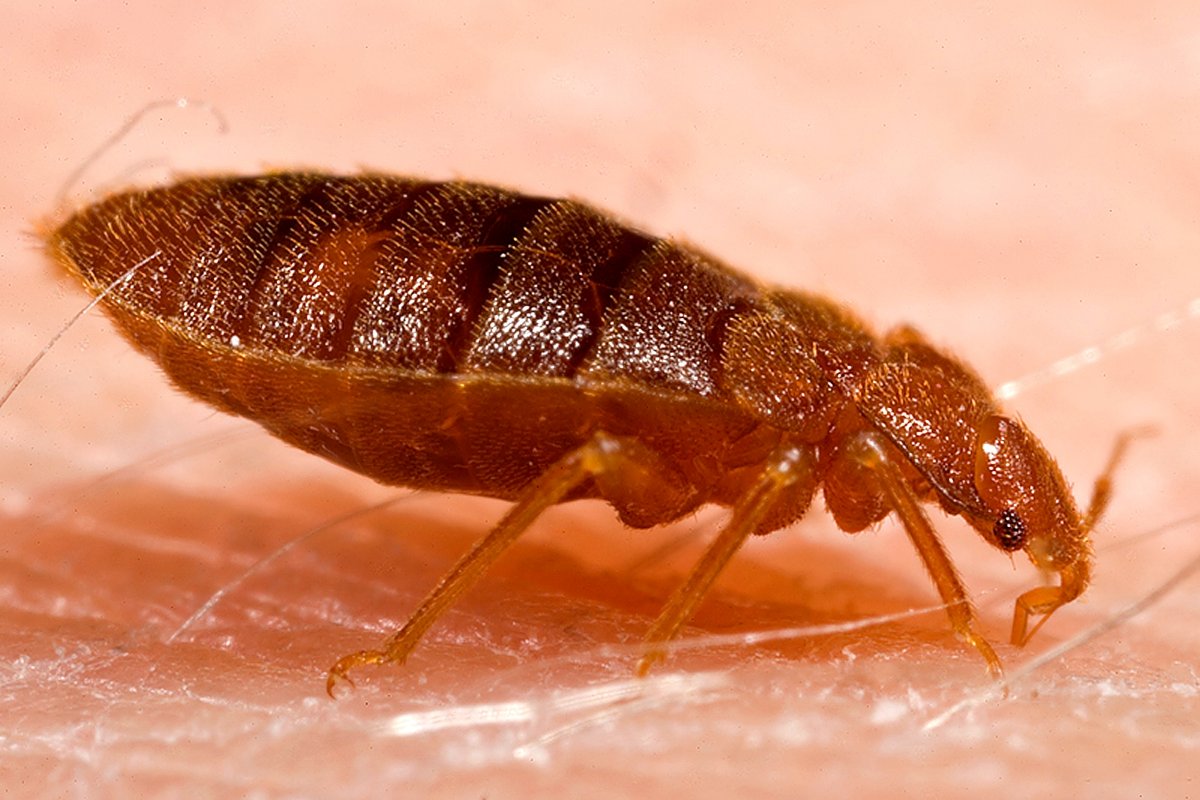 Adult bed bug on fabric for scale