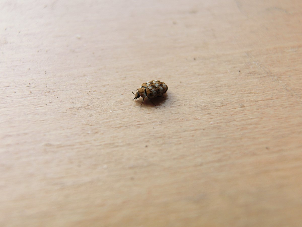 Adult carpet beetle (varied carpet beetle, Anthrenus verbasci) on a