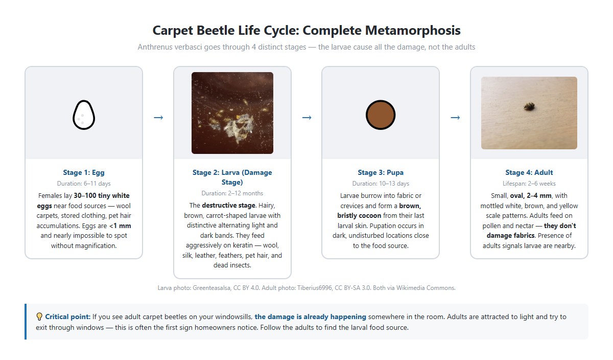 Carpet beetle life cycle — adult, egg cluster, larva, pupa — showing