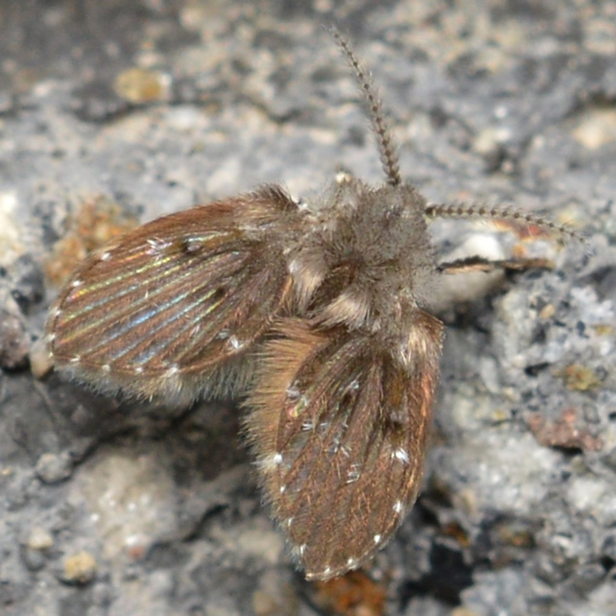 Close-up of drain fly on bathroom wall