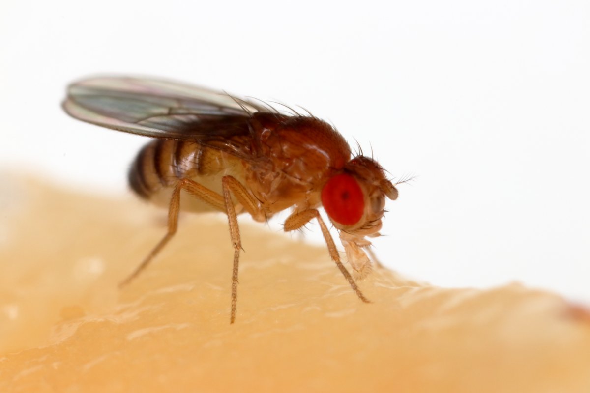 Close-up of fruit fly on fruit