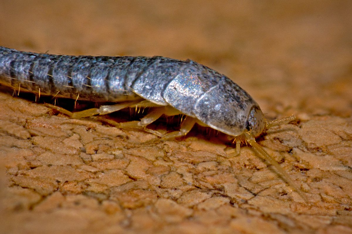 Close-up of silverfish on a white background