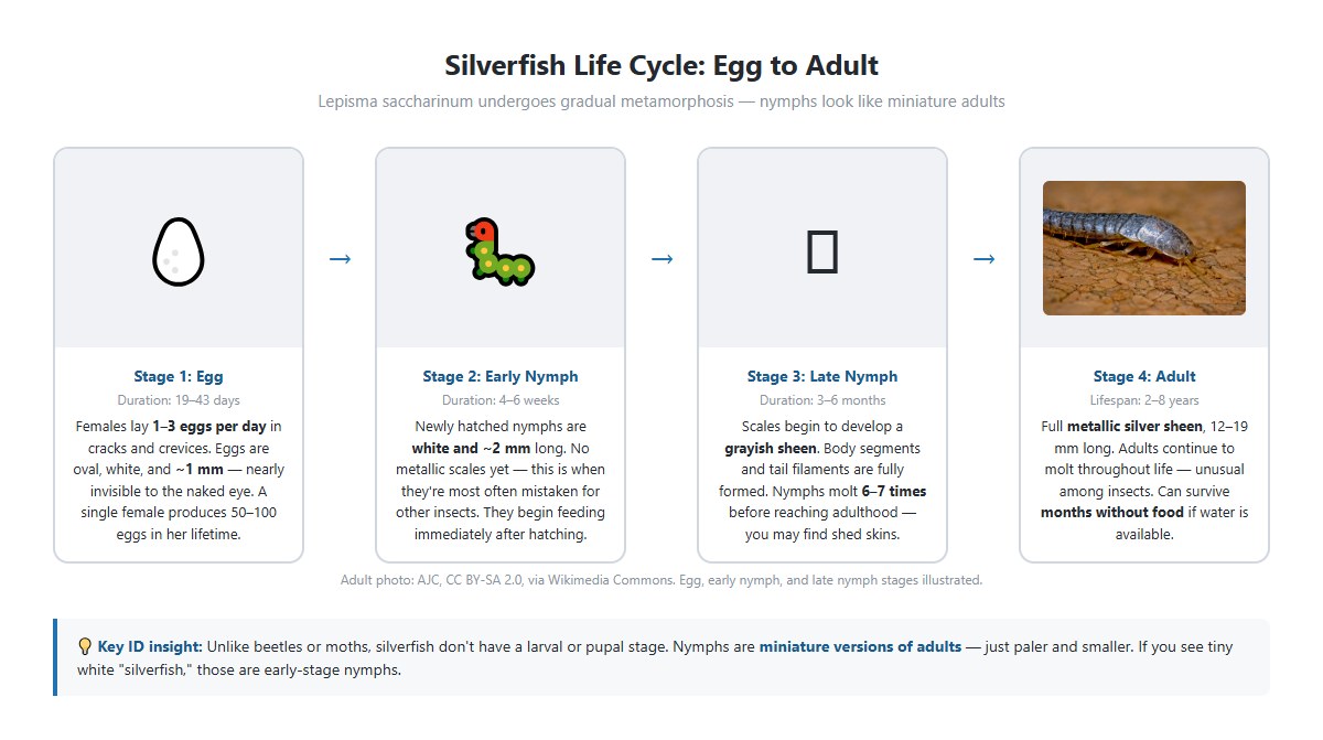 Silverfish life stages — nymph (small, white), juvenile (gray),