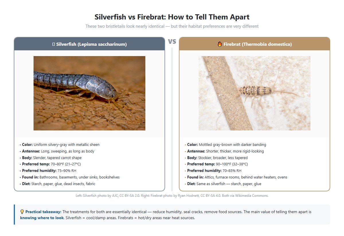 Side-by-side — silverfish on left, firebrat on right